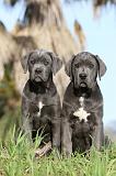 CANE CORSO 390